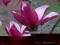 Magnolia 'Frank's Masterpiece' - NOWOŚĆ HiT !!! !!