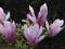 magnolia 