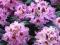 RHODODENDRON 'KABARETT' 30-40CM C4 FIOLET PIĘKNY