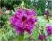 Różanecznik rododendron Purple Splendour