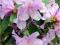 Różanecznik rododendron 