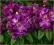 Różanecznik rododendron 