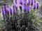 LIATRA KŁOSOWA-FIOLETOWE BAZIE W OGRODZIE-sadzonki