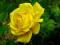 Róża wielkokwiatowa ŻÓŁTA
