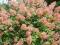 Hortensja dwukolorowa  PINK DIAMOND   p9    40cm