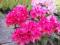 RODODENDRON NOVA ZEMBLA - RÓŻOWOCZERWONY Z PĄKAMI
