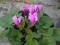 CYCLAMEN NEAPOLITAŃSKI silna roślina w doniczce