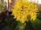FORSYCJA DENSIFLORA NA PNIU - 100-110 CM