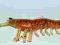 Savage Gear Shrimp 7cm Golden dropshot, dorsze