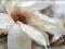 Magnolia Loebnera Merrill  C_15 80-100cm