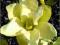 Magnolia naga Yellow River - żółta C2 50-100cm