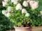 hortensja HYDRANGEA PANICULATA LIMELIGHT doniczka