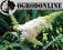 BUDLEJA White Profusion    WABIK NA MOTYLE !!!!