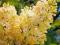 Syringa vulgaris 'Primrose' - ŻÓŁTY BEZ, Lilak 1,5