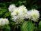 Fotergilla większa Fothergilla major