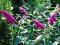Budleja Dawida 'Royal Red' Buddleia davidii 'Royal