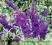 Budleja Dawida 'Black Knight' Buddleja davidii 'Bl