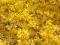 Forsycja pośrednia 'Beatrix Farrand' Forsythia in