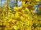 Forsycja pośrednia 'Lynwood' Forsythia intermedia