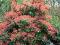 Pieris japoński Forest Flame Pieris japonica  For