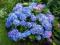 Hortensja ogrodowa niebieska Hydrangea macrophylla