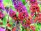 Budleja 'Flower Power' Buddleia 'Flower Power'