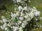 Jaśminowiec Philadelphus 'Biały Karzeł'