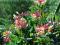 wiciokrzew Heckrotta 'Goldflame' Lonicera heckrott