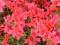 Azalea japonica 'Torreador' - Azalia japońska