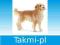 SCHLEICH Golden retriever, pies OD RĘKI