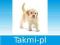 SCHLEICH Golden retriever, szczenię OD RĘKI