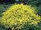 BERBERYS AUREA super kontarst do ogrodu