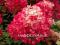 HORTENSJA DIAMANT ROUGE NOWOŚĆ 2013!!!
