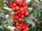 Ostrokrzew - Ilex meserveae Blue Angel