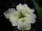 Iris 'Dural White Butterfly' - Kosaciec ( irys )