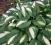 Hosta 'Lakeside Spellbinder' - Funkia NOWOŚĆ !!!!!