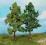 Drzewo Buk 19 cm - 2 szt., Heki 1202