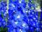 Ostróżka ogrodowa Jupiter Blue  Delphinium