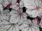 Heuchera 'Sugar Frosting' - Żurawka