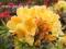 Azalia - Azalea 'Golden Sunset' - OLBRZYMIE KWIATY