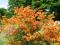 Rhododendron - Azalia 'Klondyke' POMARAŃCZOWA 1,5