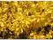 Forsycja Słońce w ogrodzie ZŁOTY KRZEW sadzonka!
