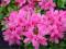 Azalia Geisha Pink 'Momoko' różowa sadz. P9 15cm
