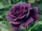 Różą pnąca fioletowa !!!TANIO!!!