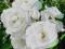 Różą pnąca biała !!!TANIO!!!