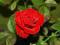 Różą pnąca czerwona !!!TANIO!!!