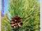 KOSODRZEWINA SADZONKI 5/0 20-30 cm ZE SZKÓŁKI