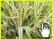 Mozga Aureovariegata  Phalaris Arundinacea