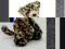 JELLYCAT Maskotka przytulanka Leopard 31 cm