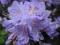 RHODODENDRON  'BLUE TIT MAGOR' 30CM PIĘKNY OKAZJA